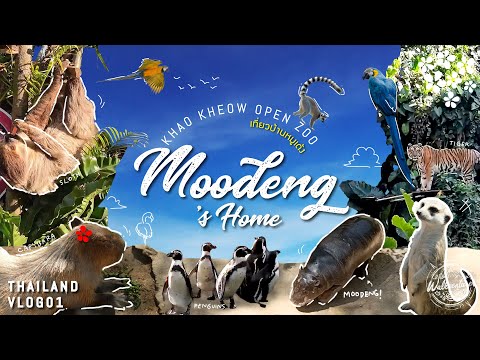 MOODENG and FRIENDS's