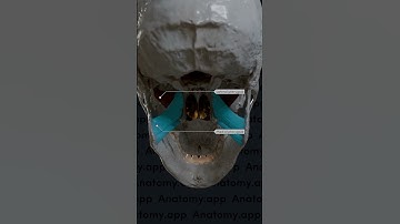 Action of the lateral and medial pterygoids during elevation and depression of the mandible