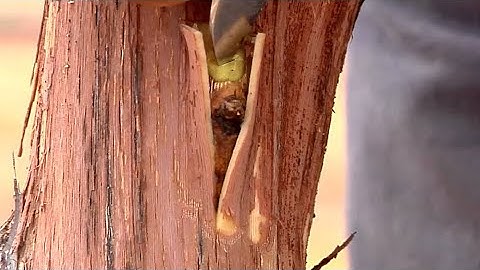 Surely this CRAZY Field Grafting Grapevines you never seen before! How Grapes are Grafted to Change