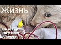 😱Ночью в приют привезли умирающего шенка / клиники не взяли малышку на лечение / help save the puppy