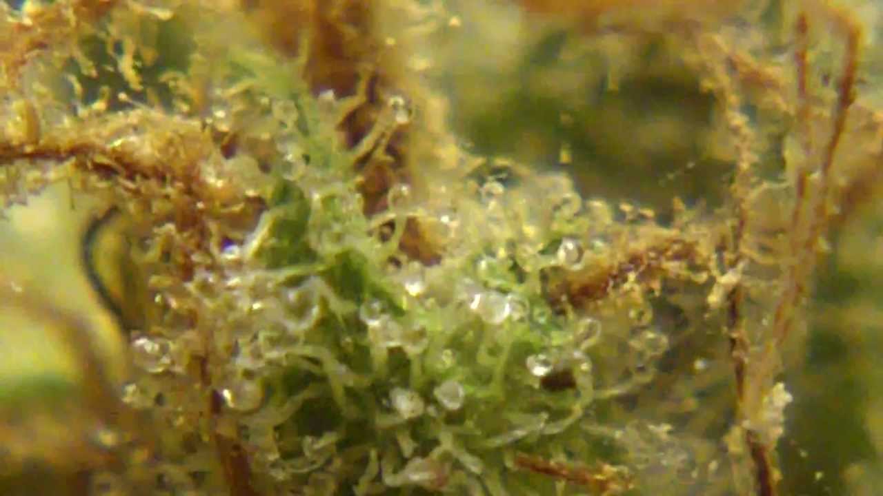 Ep 353 Afghan x Train Wreck Af-Wreck STRAIN RevieW Medical WEED HD 1080p  cannabis