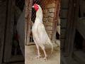 The quality white aseel  top rooster