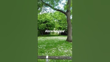 abracadabra #viral #ladygaga #youtube #trending #shorts