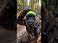 Raccoons Swiped My Whole Monthly Beef Jerky Budget... 😭 #shorts #bigfoot #vlog #cooking #funny #fail