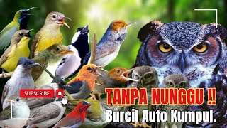 Download lagu Suara Pikat Burcil Kombinasi Kutilang, Prenjak Ribut Paling Ampuh ‼️