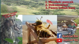 EKSTREM !!?? Proses Panen MADU Lebah Tebing Batu Cadas !!!!