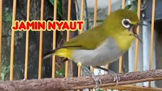 Pancingan Pleci Buxtoni Asli Jawa Barat