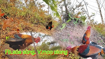 bẫy gà rừng bởi già và cái kết (cuab qaib qug mag zoo kawg)@13/12/2021