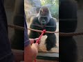 Unbelievable Strength Test | Man Tries to Out-Pull a Silverback Gorilla #amazinganimals #gorilla
