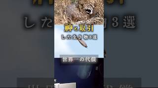 神と取引した動物 パート2 〜獲得と代償〜
