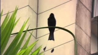 Suara Masteran Burung Srigunting/ Cawi