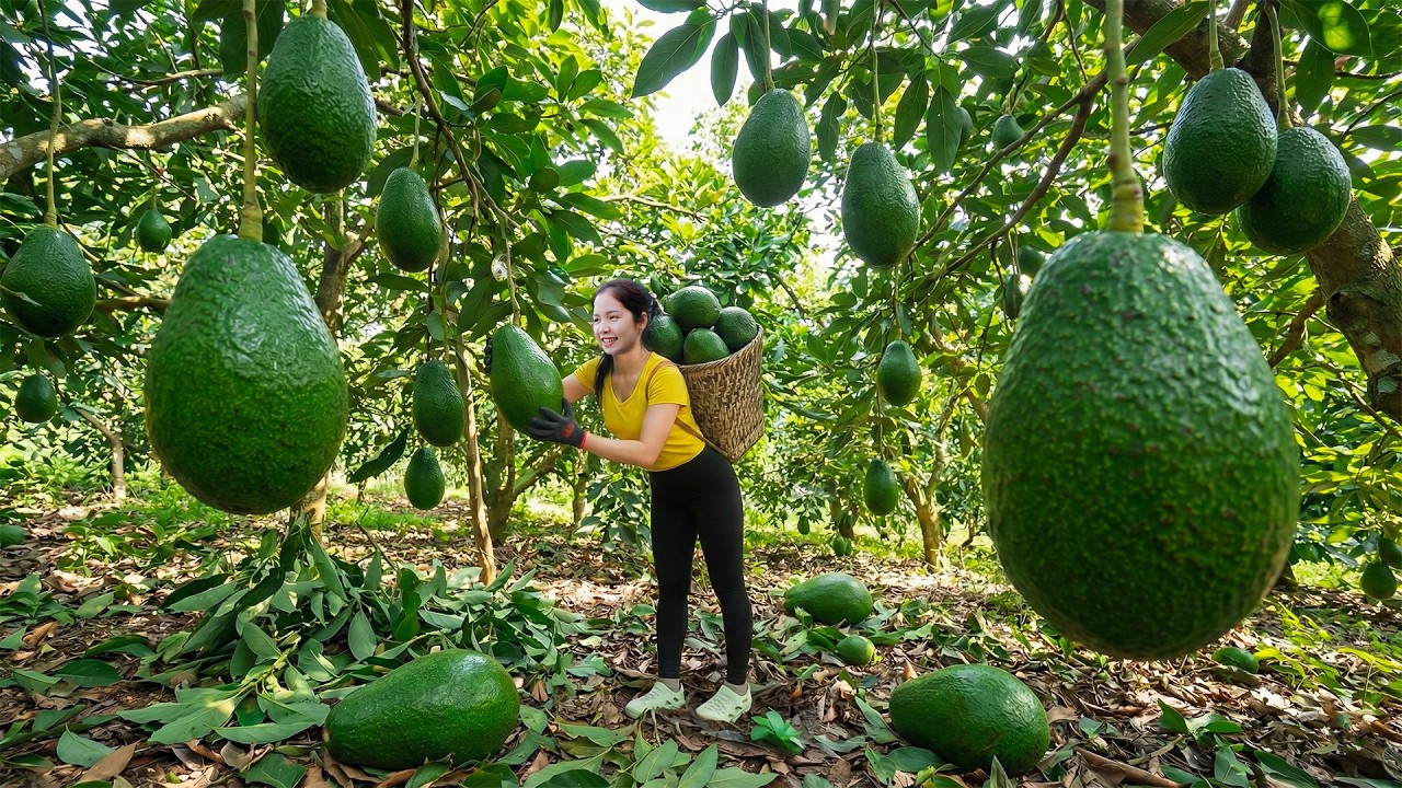 TIMELAPSE - Harvesting 1000+Kg Avocado In Someone Else's Garden Go To Market Sell