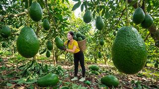 Download Lagu TIMELAPSE - Harvesting 1000+Kg Avocado In Someone Else's Garden Go To Market Sell MP3