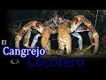 El Cangrejo cocotero: El cangrejo terrestre más grande que existe.