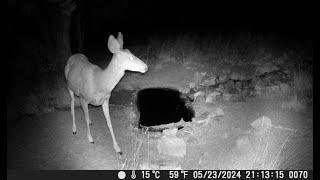 Solo Mule Deer Doe Caught on Pond Cam at Night in South West New Mexico