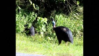 Tully Vet Graham Lauridsen talks to Fran Kelly on ABC Radio National