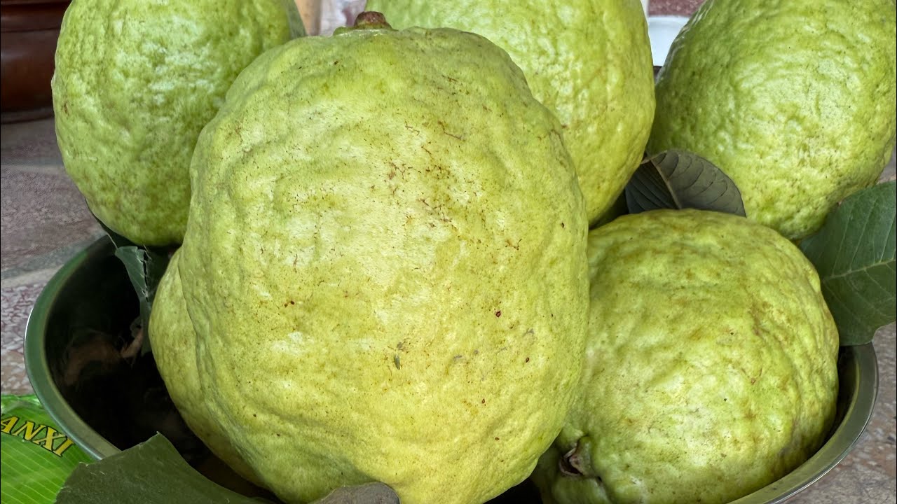 Vườn Ổi mỗi năm thu hàng tỷ đồng cây ổi cần bón những loại phân bón gì để quả ra quanh năm to ngọt