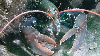 Facts: The Lobster by Deep Marine Scenes 3,093 views 2 months ago 5 minutes, 43 seconds