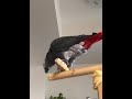 ケイのおしゃべり♪「う◯こ出た！ ハハハハハ…」笑ってごまかしたw？