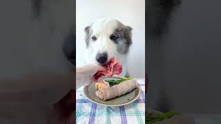 cute dog eating by Pet Parents Club No views 5 months ago 2 minutes, 34 seconds