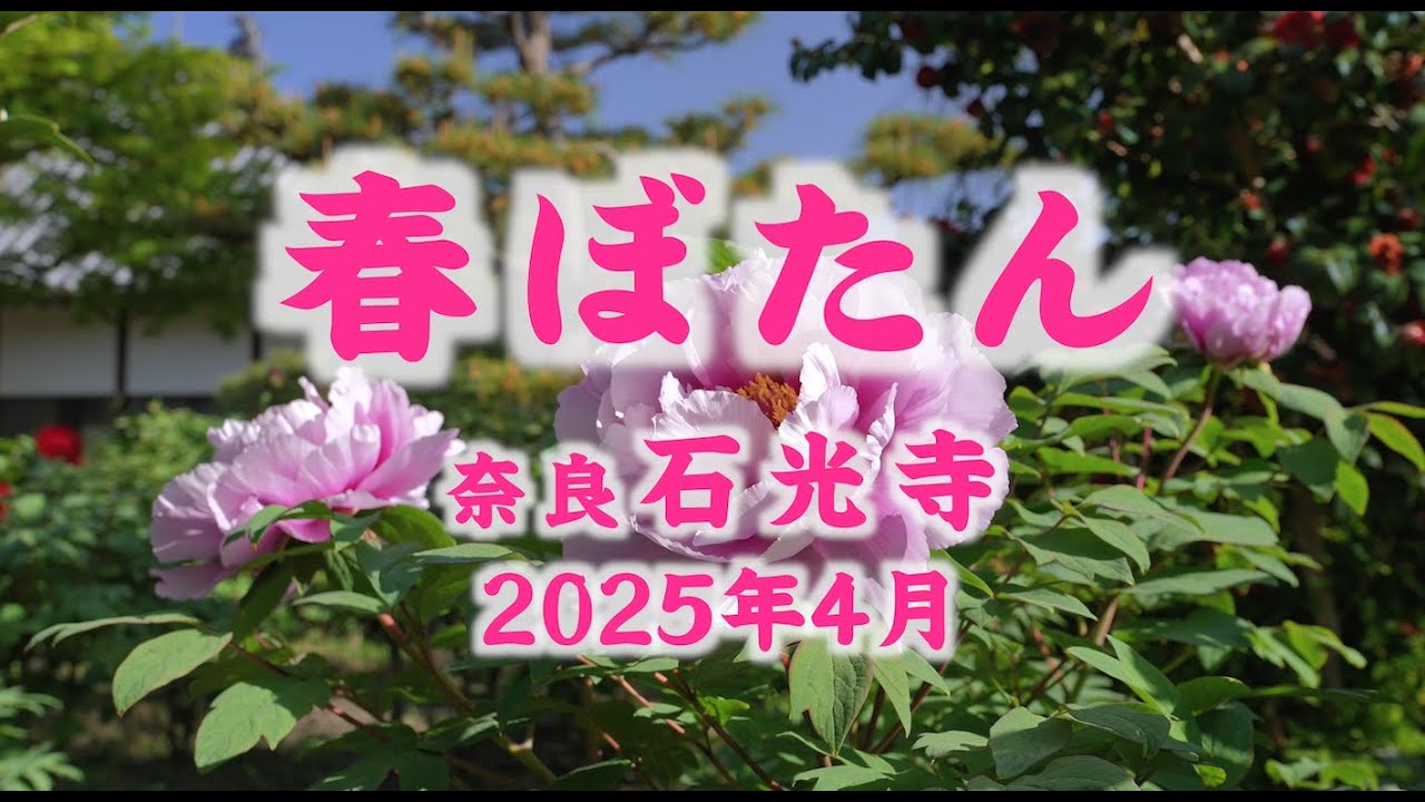 美石　牡丹石 G-359 石墨(Graphite) | 元素鉱物 | Mineral Shop たんくら