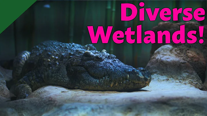 Everglades National Park | All About The Everglades