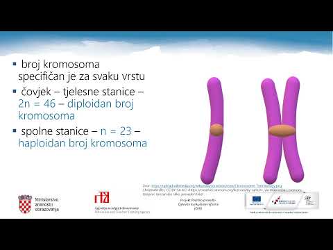 Video: Kako mitoza održava broj kromosoma?