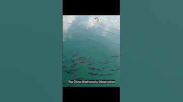 Nationwide networks established in China for biodiversity monitoring