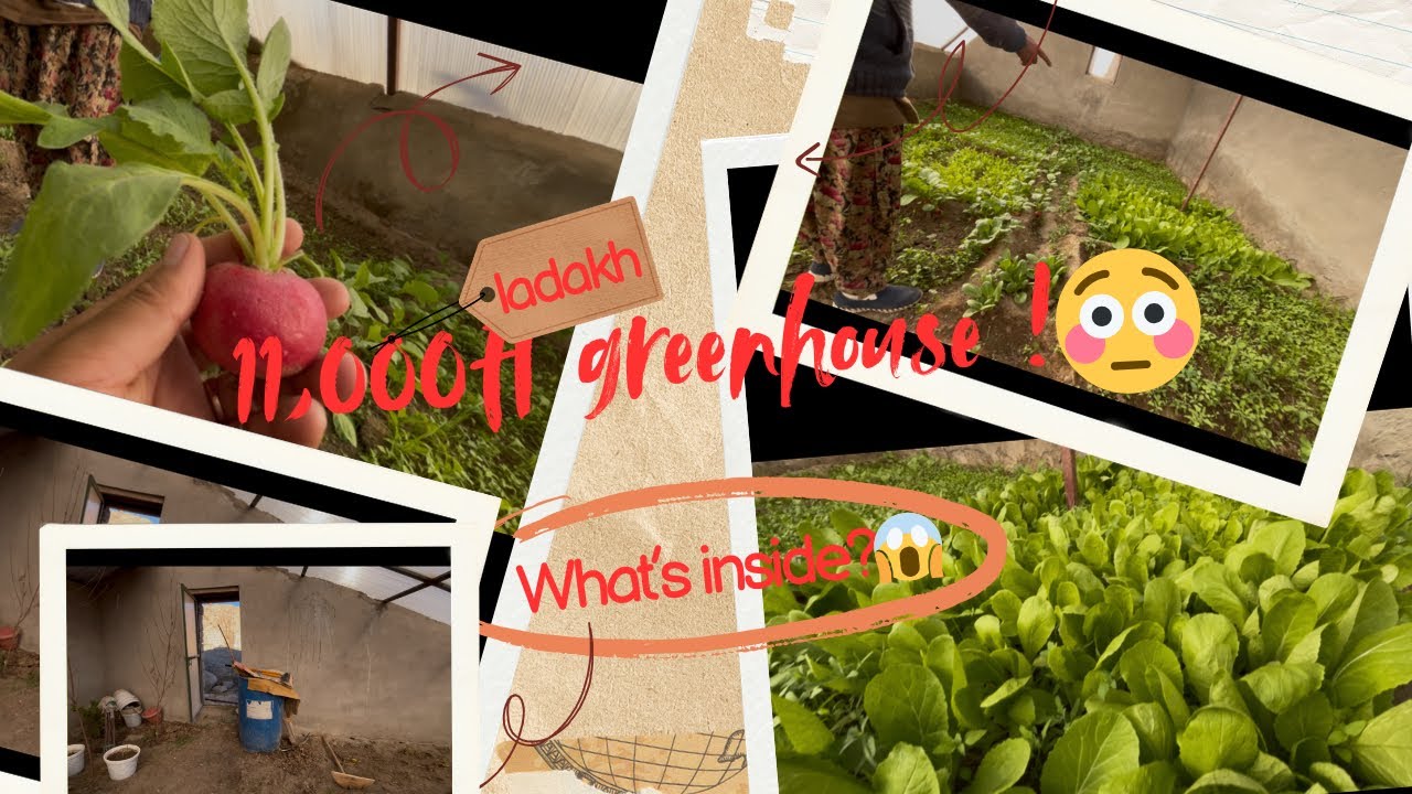 Greenhouse at 11,000 Feet?! || Ladakh Vlog