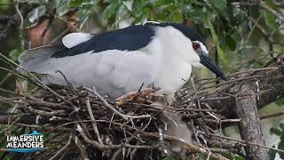 Haphazard Nest Saves Chicks From Falling Off