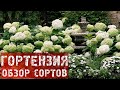 Гортензии / Обзор сортов / Посадка гортензии