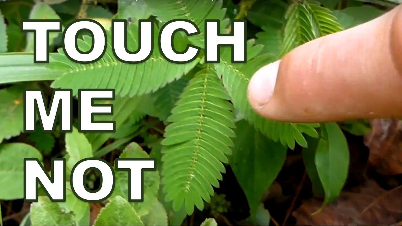 Meeting the 'Touch Me Not' Plant 🌱 Mimosa Pudica ☀️ Walk the world with Meigo Märk - YouTube