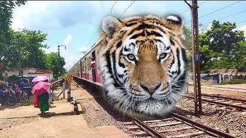 Fast & Furious TIGER Headed ICF EMU Train Dangerous Moving Throughout At Railgate