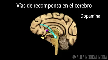 ¿Cómo afectan los inhalantes al sistema nervioso?