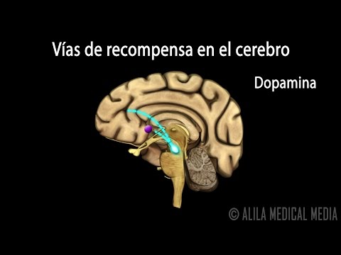 Video: Química cerebral del perro y el uso de medicamentos y modificación del comportamiento