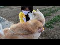 秋田犬パティ　えっちゃん❣️一年振りかな、ぼく嬉しくてテンション上がっちゃう🐶😍