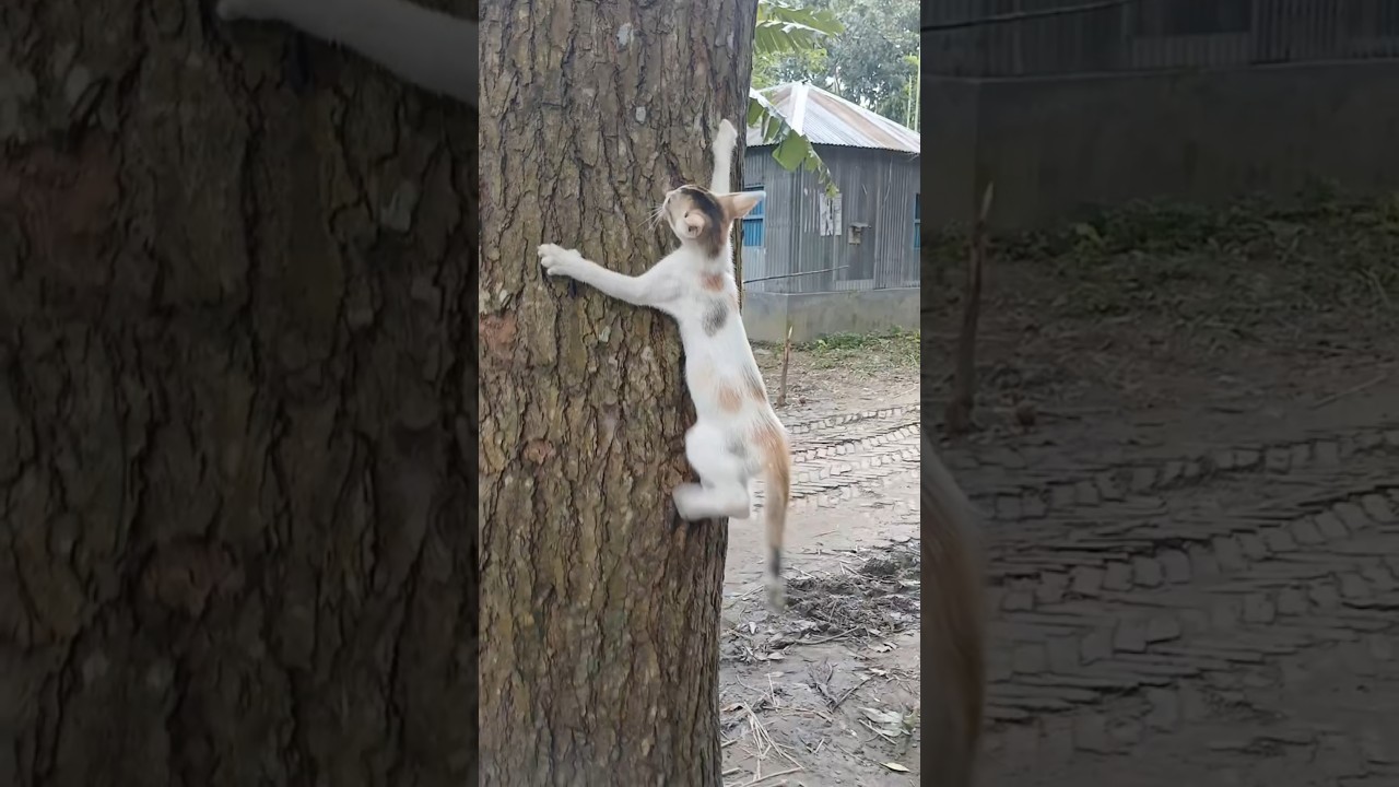 The cat fell while climbing the tree. 