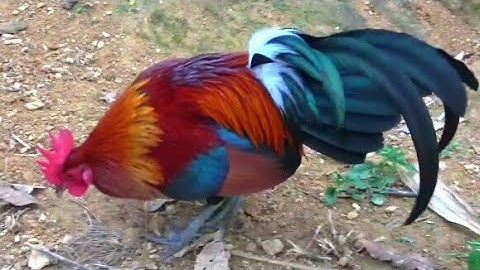 2 tus lau qaib qug cuab tuaj zoo II 2 con gà mồi đỉnh cao (Xuân thào)..