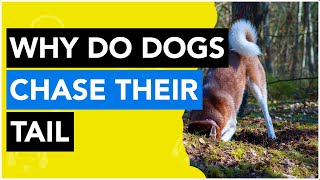 Why Do Dogs Chase Their Tail - Surprising Reasons!
