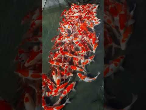 Video: Ikan vivipar. hiu biru. ikan kram