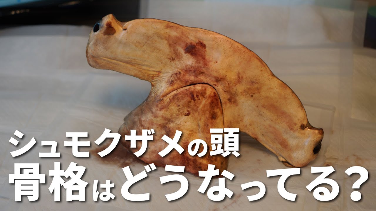 シュモクザメ　標本 Shark Bone Specimen – RYUKYU SHARK 琉球シャーク 沖縄駆除サメ