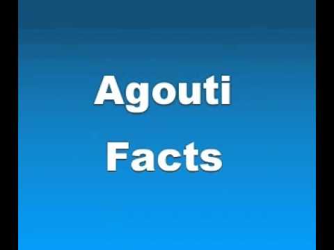 Agouti Facts - Facts About Agutis