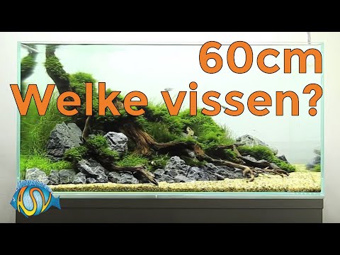 Welke aquariumvissen in een 60cm aquarium? | Aquarium Sunshine Valley