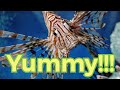 Lionfish in Jamaica | Buy, Clean &amp; Cook
