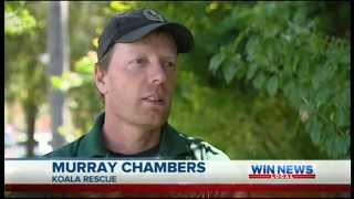 Burnt Koala "Muzza" Sunshine Coast Koala Wildlife Rescue - News Clip from Win