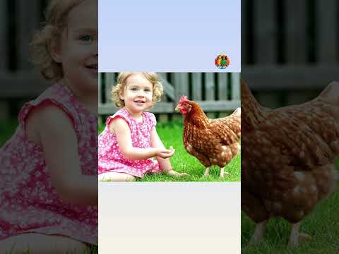 دجاجتي الكبيره الامارات قطر السعودية الاردن العراق 