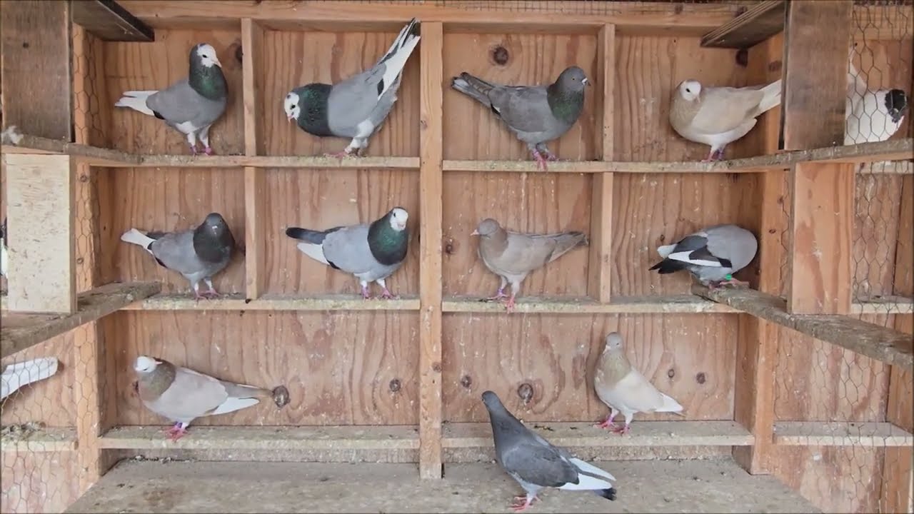 Birmingham Rollers/Arcee Loft/Безбарьерные вальцы