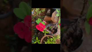 പണകകപയ വടടല ചചചകക വണടമര പണ