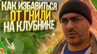 видео: Обработка от гнили. Внесение витамин по листу. Клубника в балаганах. картинка: Обработка от гнили. Внесение витамин по листу. Клубника в балаганах.