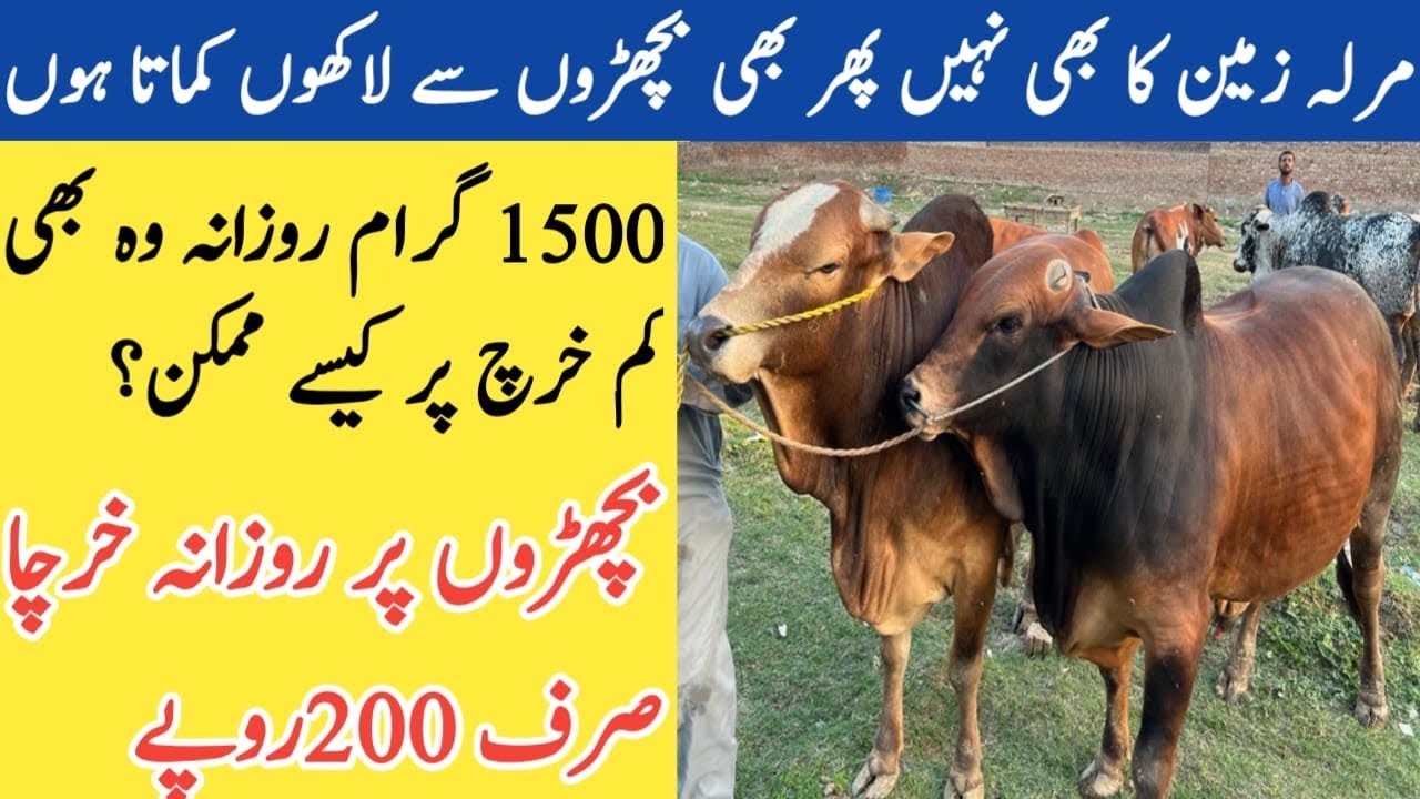 Buchra Farming Business Tips 2023Parofitable Karobar Calf Best